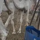 للبيع قعود مقفل شحم
