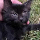 قطط تبني