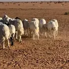غنم حريات دفيع ومقرعات