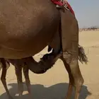 خلفه ساحليه مصغر معها بكره