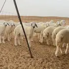 بهم إنتاج المراح نظيف دوقه تم البيع