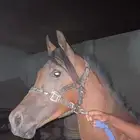 حصان مهر وهو