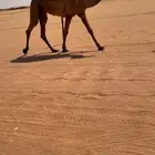 بكررره صفراء كفووو