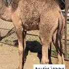قعود شراكه بالربع والثمن