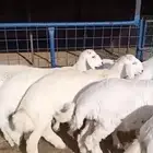 طليان ورخال حريات للمناسبات والزواجات ارباع