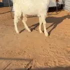 تم البيع