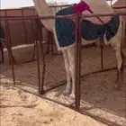 حوارة وضحاا ظغط عاالي