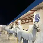 ايواء خيل