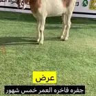 جفره مطوره فاخره
