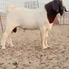 معزه بورقت بيور درجه أولى
