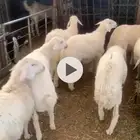 طليان حريات