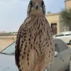 للبيع فرخ شبوط فيه خوف الصحه جيدة وممتازه