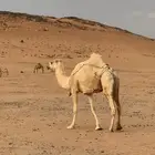 ناقة للبيع أم ثالث ناقة طيبة بالحيل