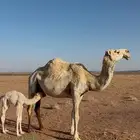 للبيع خلفه طيبه