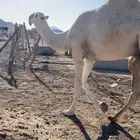 قعود اوضح كفو