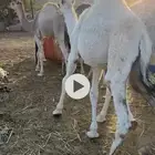 3 قعدان وبكره للبيع