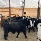 تم البيع