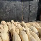 24طليان ورخال حري السعر 680نهائي