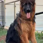 كلب جيرمن شيبرد