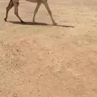للبيع الوضحا الطيبه
