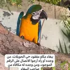 ببغاء مكاو مفقود