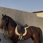 حصان للبيع