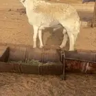 خروف حري مشروط تم البيع
