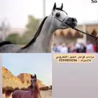 مهرة كوالتي عالي