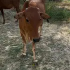 بقر للبيع