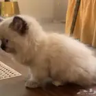 ابحث عن قط هملايا صغير تبني