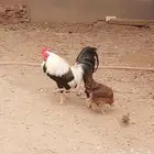 بيض دجاج عربي