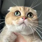 قط ذكر تربل فولد بيور للتزاوج في جدة