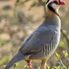 حجل قهد