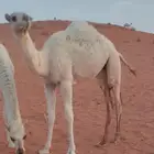 للبيع بكره وضحا