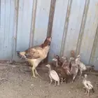 دجاجة باكستانية نسل أبو ريتاج مع صيصانها