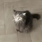 تبني قطه