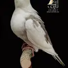 فرخ كروان مميز