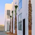 نخل واشنطني