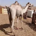 بكره ثنيه القحا