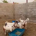 تيوس ذبايح
