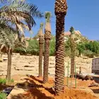 جميع انواع انخيل (ازينه_المثمره)-وجميع انوع الاشجار الاخراء