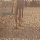 حاشي قعود كفو