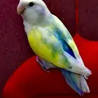 روز لون جميل