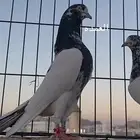 حمام باكستاني سخي