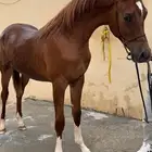 للبيع مهر واهو الحد 5500 تم البيع