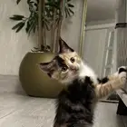 قطط للبيع
