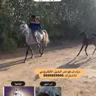 فرس جمال   مهر   للقاح