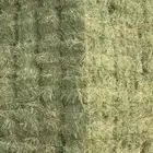 علف بني كام مع رودس