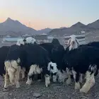 طليان نجد