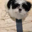 جرو شيتزو للبيع